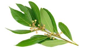 Bay Leaves. Grown in Crete, Greece. Imported by Alpha Omega Imports
