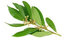 Load image into Gallery viewer, Bay Leaves. Grown in Crete, Greece. Imported by Alpha Omega Imports
